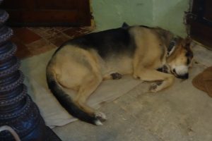 Hunde aus dem Tierheim 