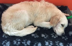 Schlafender Hund