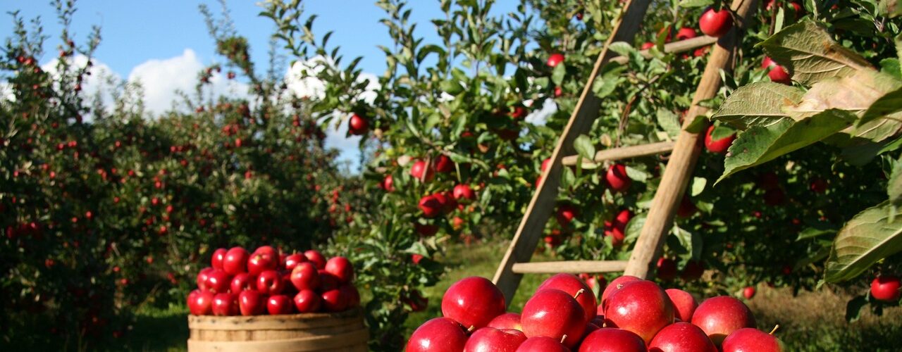 gartenarbeit