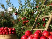 gartenarbeit
