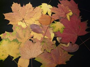 Herbstliches Basteln mit Kindern