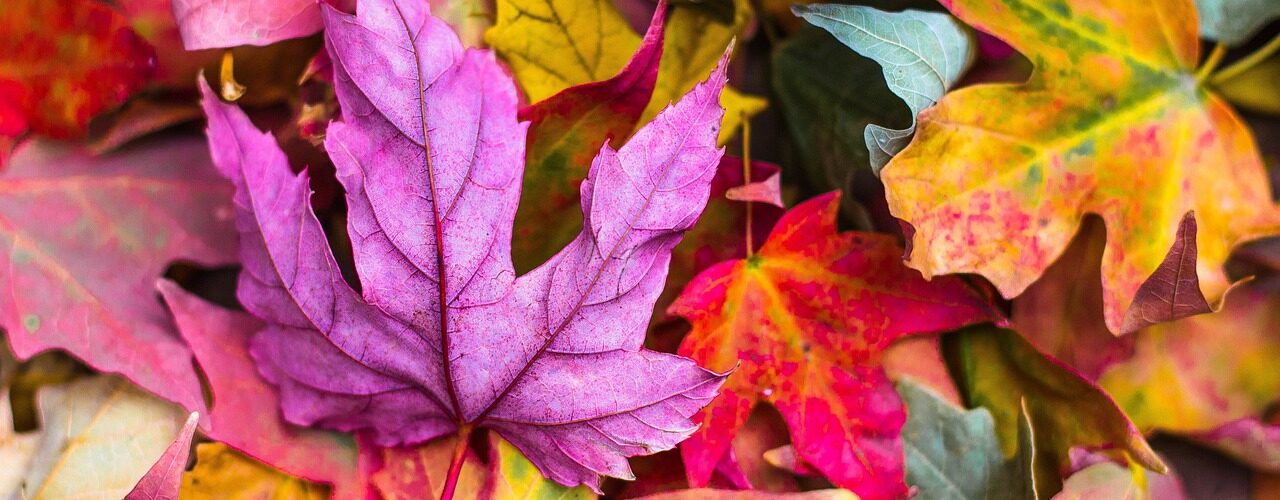 Herbstliches Basteln mit Kindern