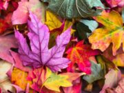 Herbstliches Basteln mit Kindern
