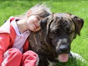 Hund und Kind