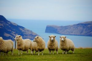 Schafe auf Neuseeland