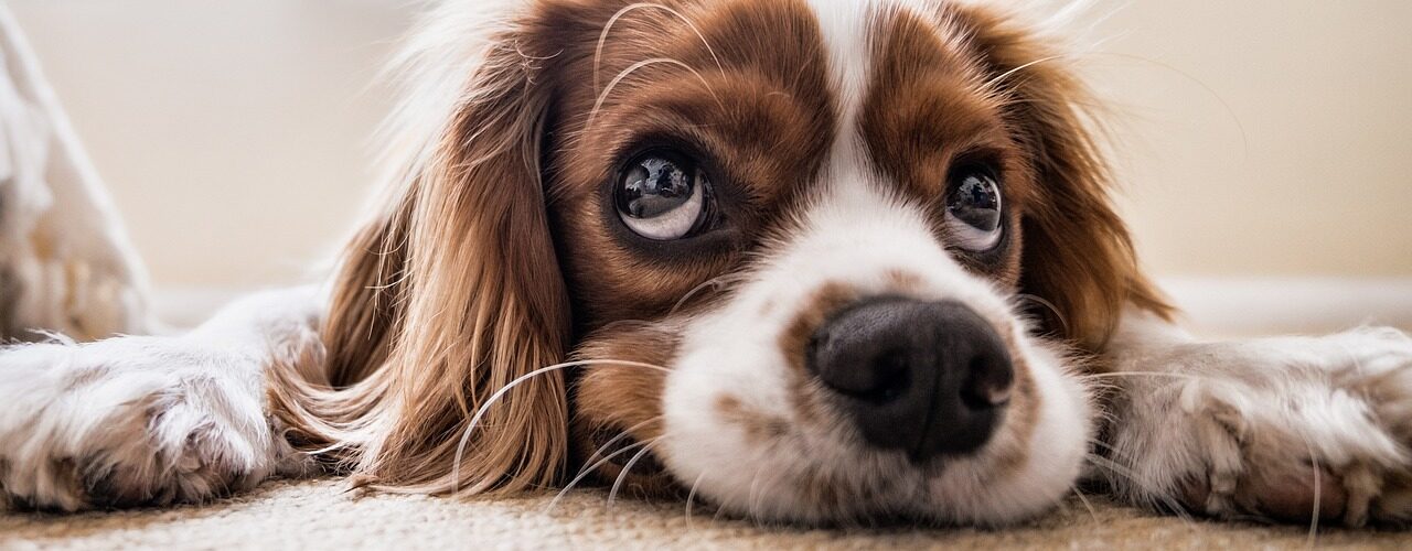 Hund als Haustier