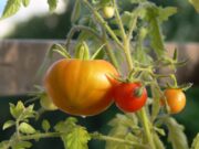 Kindersicherer Garten